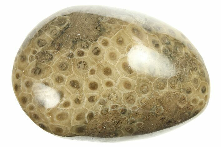 Polished Petoskey Stone (Fossil Coral) - Michigan #268009